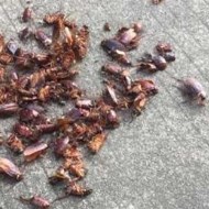 天氣變冷蟑螂都藏到哪去了呢？