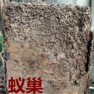 別墅墻體挖出超大白蟻巢！??！